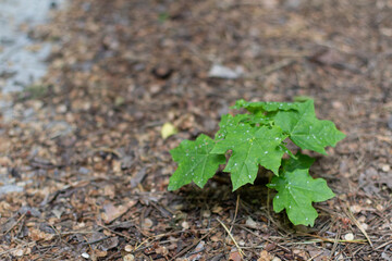 green plant in soil