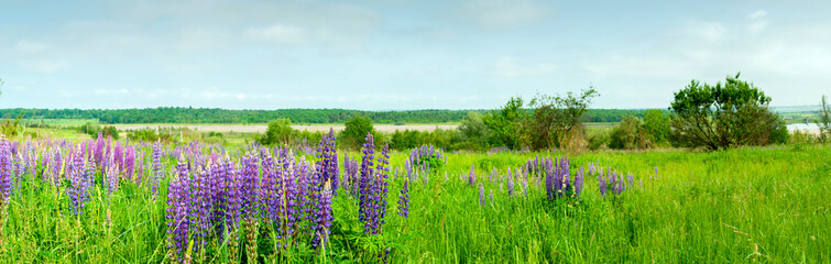 Naklejka na ściany i meble Bouquet of lupine summer flower background. Lupine fields with pink, purple and blue flowers. Beautiful wildlife, sunny summer. Panorama of blue flowers