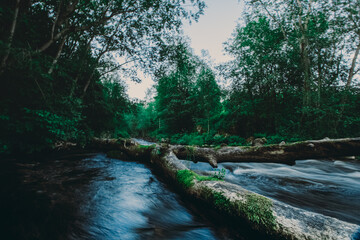 Fototapeta premium Great photo of a river with running water through a fallen broken tree over stream in the summer forest
