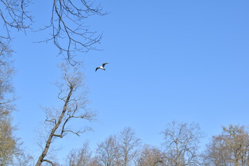 birds in the sky