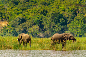 Fototapeta premium It's Hippopotamus in the river in Uganda, Africa