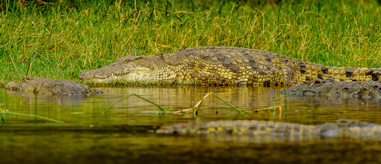 It's Hippopotamus in the river in Uganda, Africa