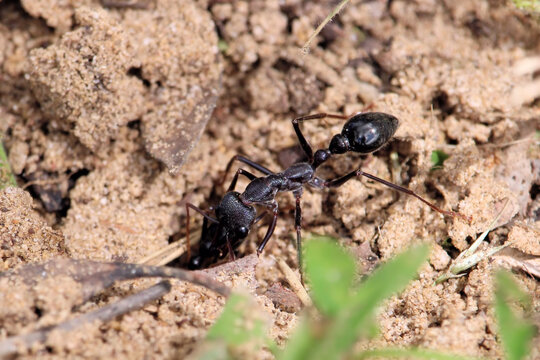 Black Bull Ant (Myrmecia pyriformis) major worker  repairing nest entrance, South Australia