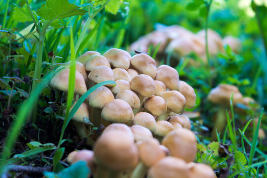 Galerina marginata _ Funeral Bell _ the Deadly Skullcap
_ round light brown mushrooms _ poisonous mushrooms