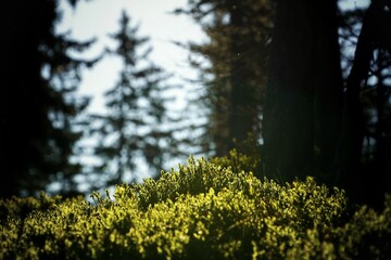 in the forest on the morning the sunlight on the plants from the huckleberry