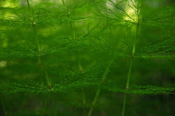 Natural green background and texture. Beautiful horsetail field in the forest in the sunlight close-up
