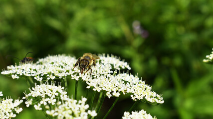 Honigbiene, Apis mellifera, auf Wiesenkerbel, Naturgarten als Bienenweide, Bienenfutter gegen Bienensterben