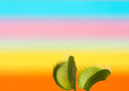 Venus Fly Trap Plant On Colorful Background, Close Up