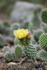 Yellow Cactus Flower