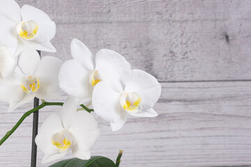 White flowers against a wooden wall close up