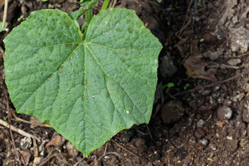 Green cucumber leaf with rainwater drops close up