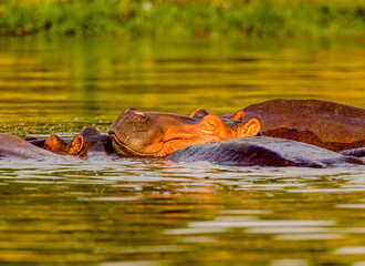 It's Hippopotamus in Uganda, Africa