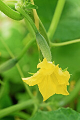 Female pollinated green cucumber flower stalk close up
