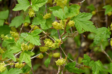 white currant bush