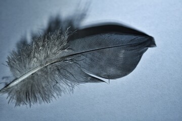 feather on blue background