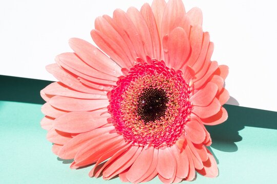 bright colorful macro image of a gerbera flower with water drops on a white-turquoise background
