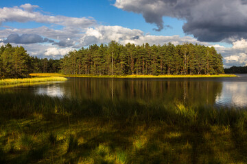 Swamp on a sunny day in great colors