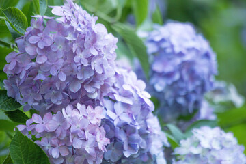 紫陽花