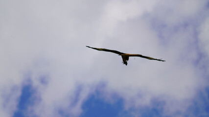 a red milan, milvus milvus is flying on the blue sky