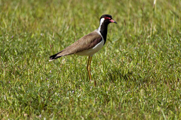 brown & black bird in ground with green grass lapwing 