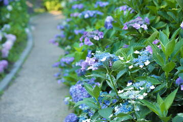 紫陽花の道