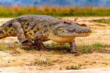 It's Crocodile in Uganda, Africa