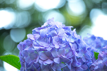 紫陽花