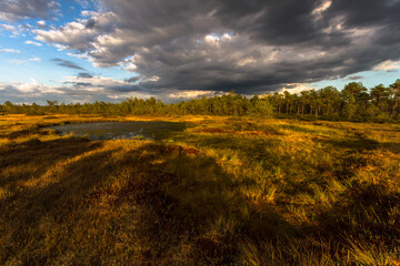 Obraz premium Swamp on a sunny day in great colors