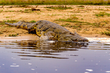 It's Crocodile in Uganda, Africa