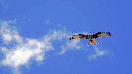 a red milan, milvus milvus is flying on the blue sky