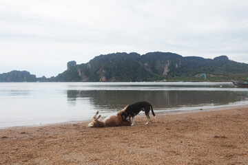 Lonely beach seascape at summer with two stray dogs playing on the beach at sunrise