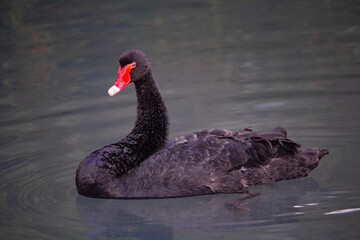 black swan on the water