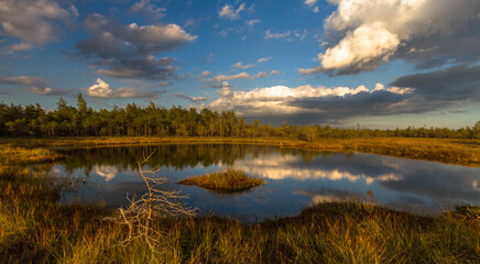 Swamp on a sunny day in great colors