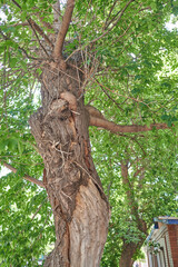 Fototapeta premium Tree trunk with peeling bark