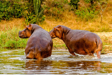 It's Hippopotamus in Uganda, Africa