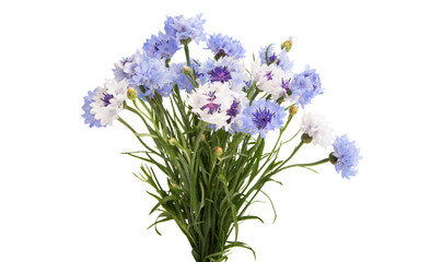 cornflowers flowers isolated