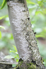 Smooth Bristle Bracket, Phellinus laevigatus,   wild fungus from Finland