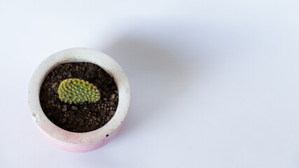 Plano cenital de un pequeño cactus verde con espinas amarillas en una maceta de cerámica hecha a mano aislado en un fondo totalmente blanco e iluminado por luz natural