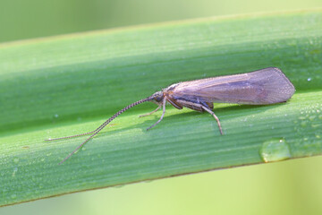Limnephilus affinis, a caddisfly from Finland with no common english name