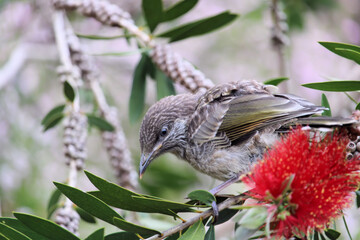 Little Wattlebird fledgling (Anthochaera chrysoptera) in Bottlebrush tree, South Australia