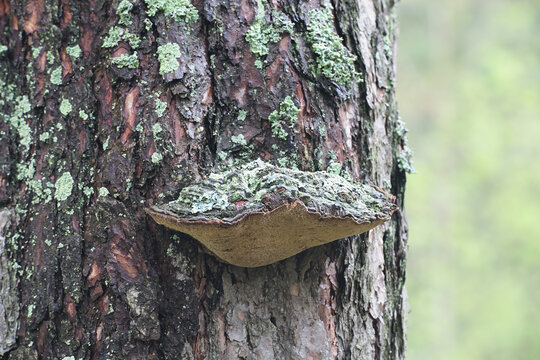 Phellinus pini (syn. Porodaedalea pini), the pine bracket, a fungal plant pathogen that causes tree disease commonly known as red ring rot or white speck