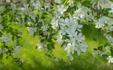 Apple branches covered with white flowers in spring. Beautiful appletree in bloom. Flower buds, close up. selective focus