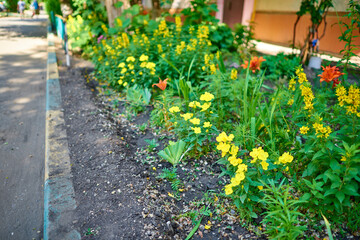 Fototapeta na wymiar yellow flowers in a garden