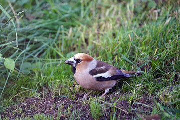 a beautiful hawfinch perched on the floor and is eating seeds