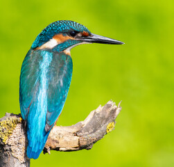 Сommon kingfisher, Alcedo atthis. Sunny day, a young bird sitting by the river on a beautiful branch, peering into the water, waiting for a fish