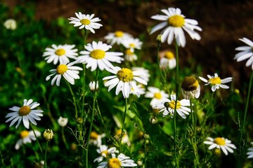 field daisies