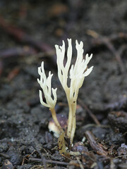 Ramariopsis kunzei, known as ivory coral or white coral fungus, wild mushroom from Finland