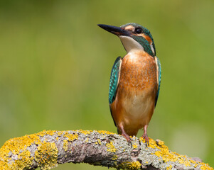 Сommon kingfisher, Alcedo atthis. Sunny day, a young bird sitting by the river on a beautiful branch, peering into the water, waiting for a fish