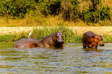 Fototapeta premium It's Hippopotamus in Uganda, Africa