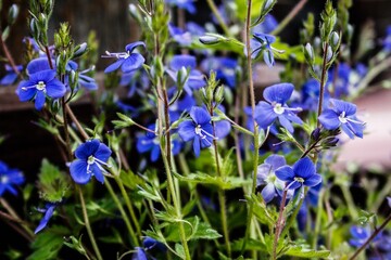 Summer bouquet of blue flowers 